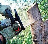 Best Leaf Removal  in Rockford, IL
