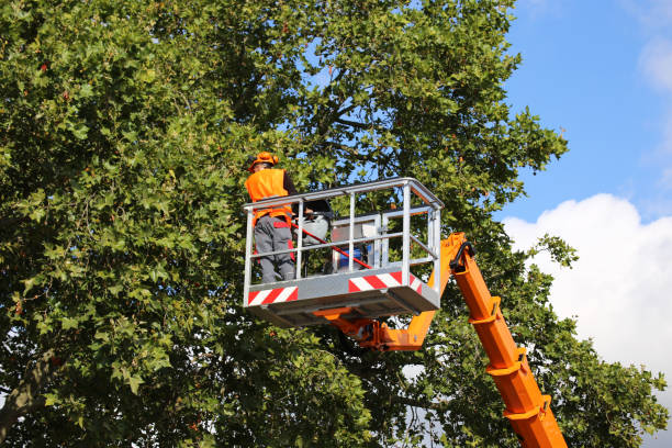 Best Grass Overseeding  in Rockford, IL